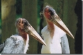 Bild Vogelpark Schotten der Tier und Erlebnispark