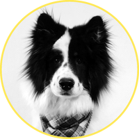 Logo Dreipeo - Die Hundschule und Hundephysiotherapie