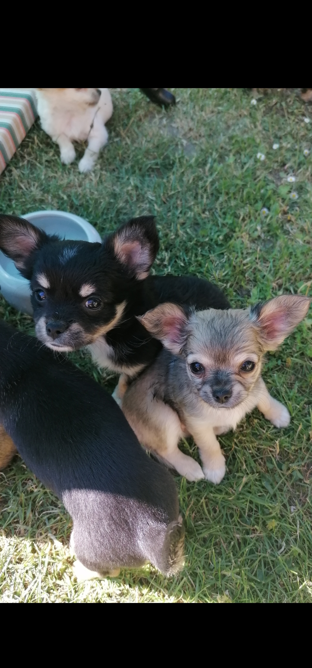 2 reinrassige Chihuahua Welpen weiblich auszugsbereit