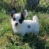 Liebevoller Chihuahua