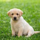 süßer und toller Labrador Retriever zur freien Adoption