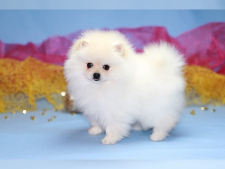 Wunderschöne Mini Pomeranian Zwergspitz Welpen