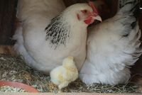 Biete Enten Hühner &Gänse aus Hobbylandwirtschaftlicher Nachzucht