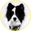 Logo Dreipeo - Die Hundschule und Hundephysiotherapie